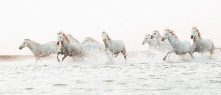 Harnessing the Wild Horses of Neurosis